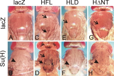 FIGURE 7: