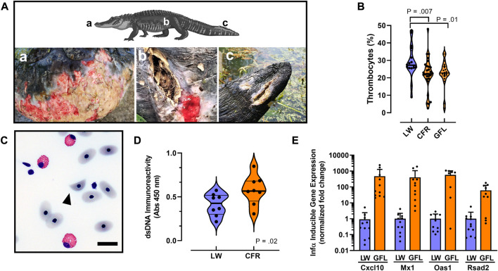 FIGURE 4