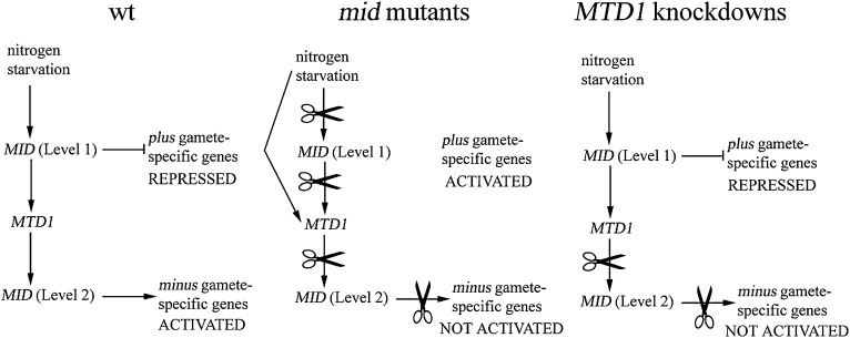 Figure 7.—