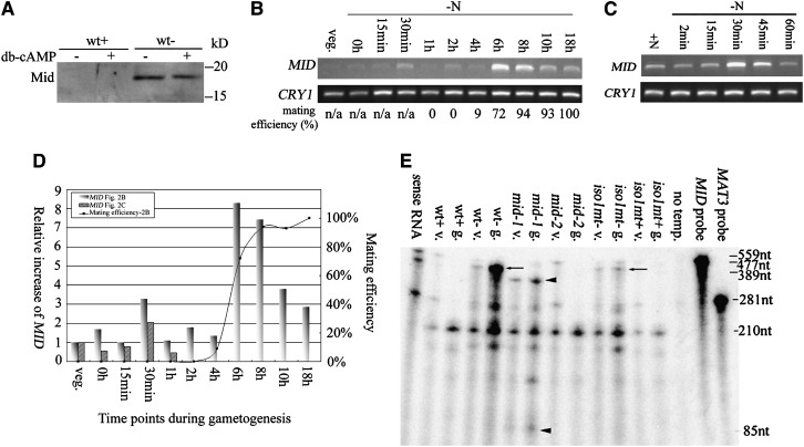 Figure 2.—