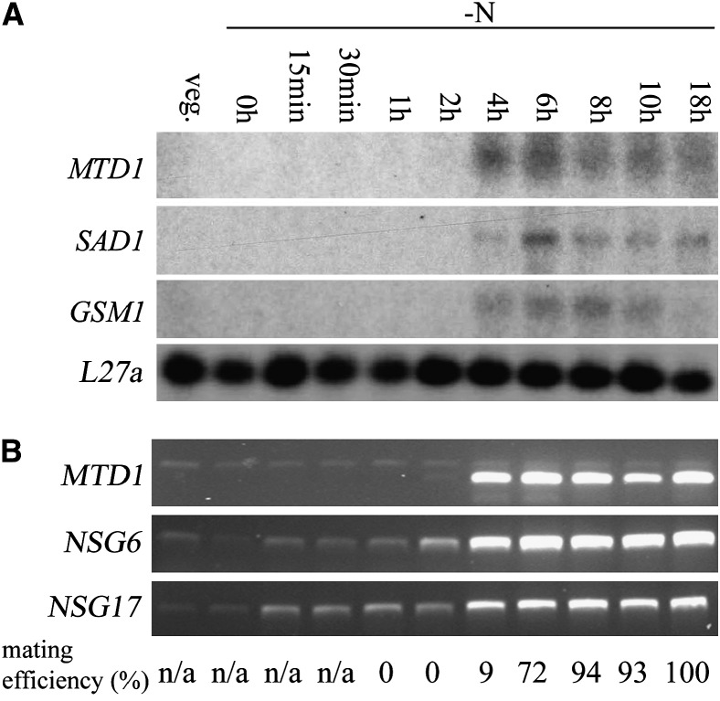 Figure 4.—