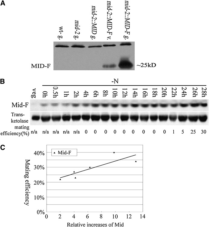 Figure 3.—