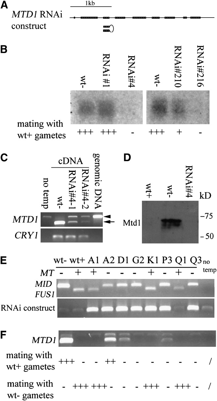 Figure 5.—