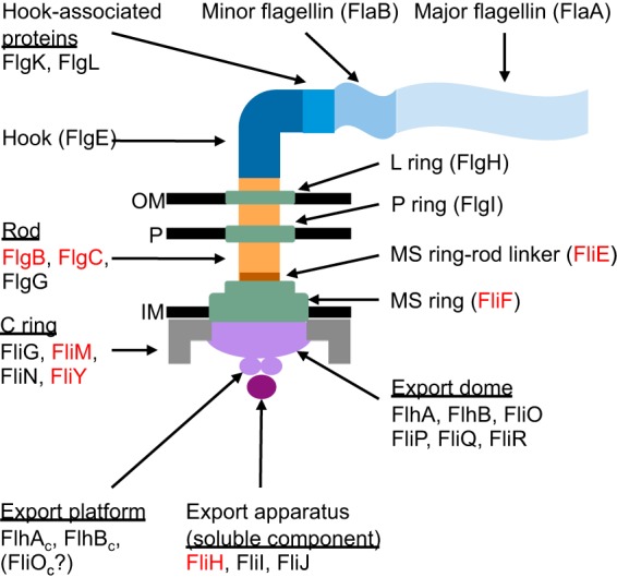 FIG 1