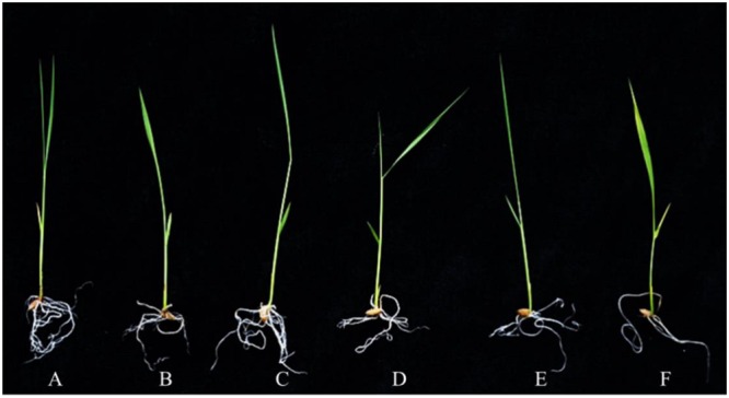 FIGURE 4