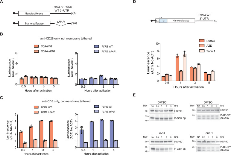 Figure 4—figure supplement 1.