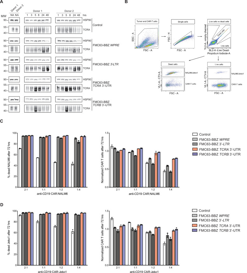 Figure 6—figure supplement 1.