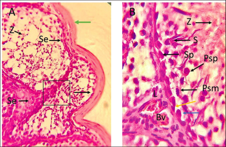 Fig. 5.