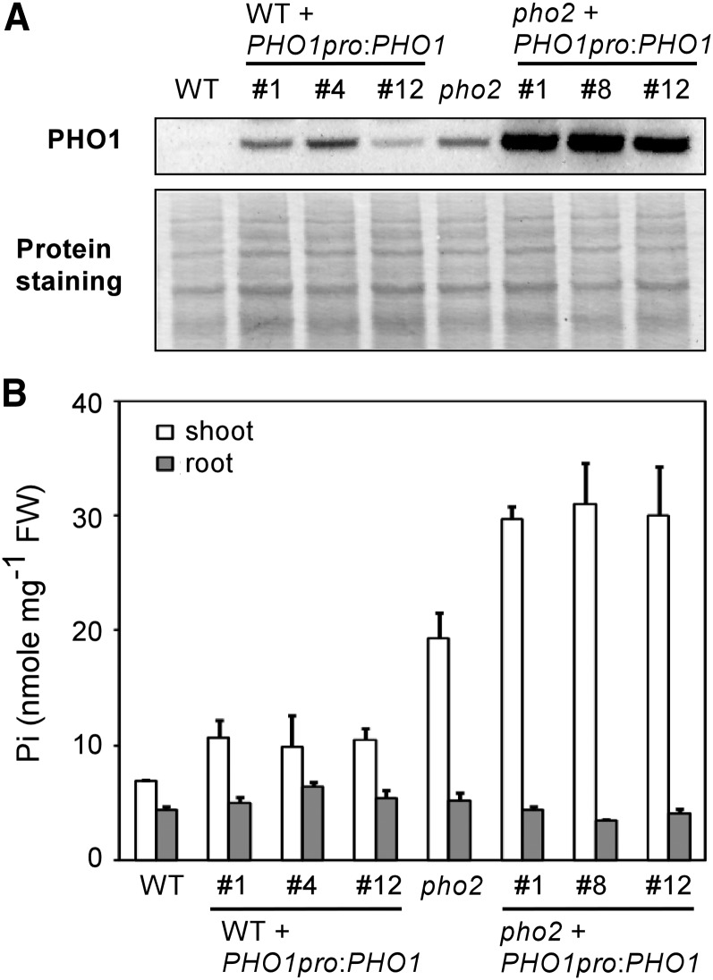 Figure 13.