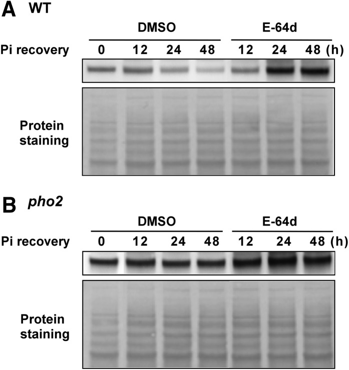 Figure 12.