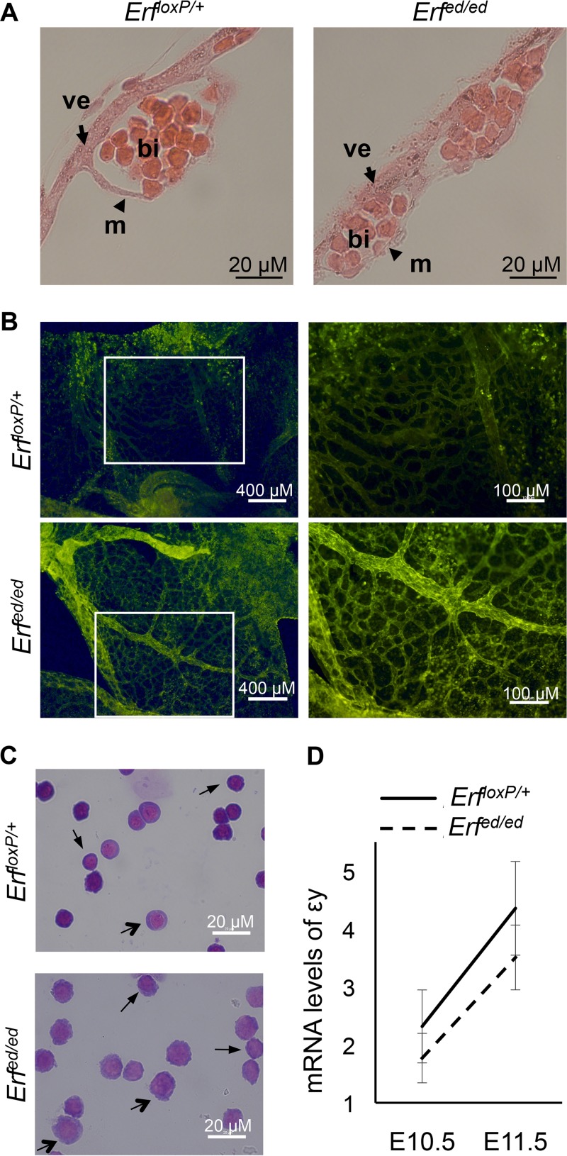 FIG 2