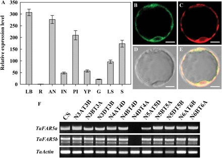 Fig. 7.