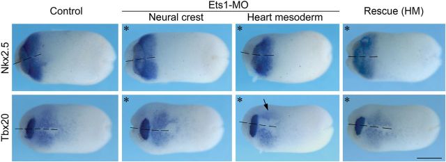 Figure 5