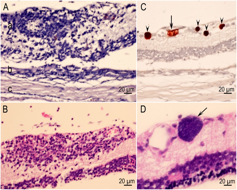 Fig 10