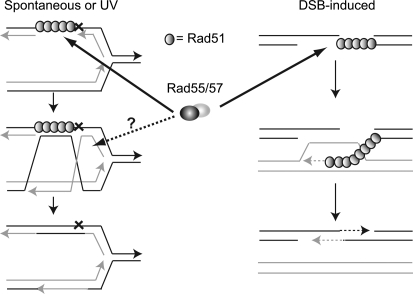 Figure 7.—