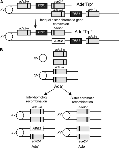 Figure 1.—