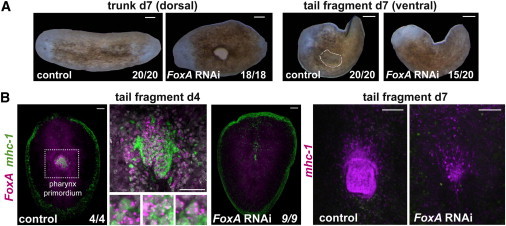 Figure 6