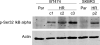 Fig. (1)