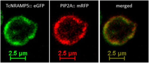 Fig. 3