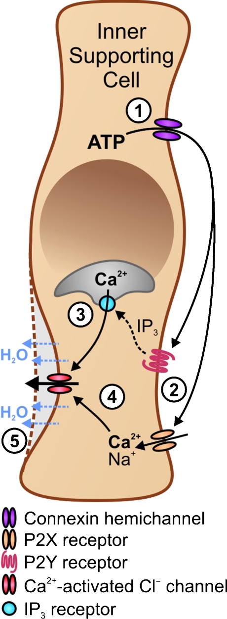 Fig. 6