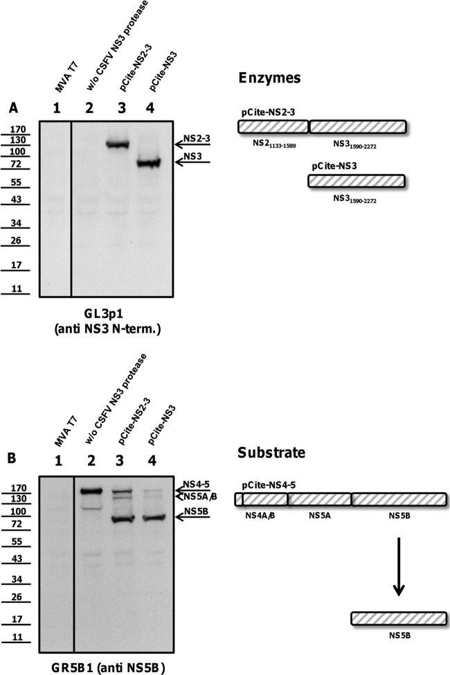 Fig 5