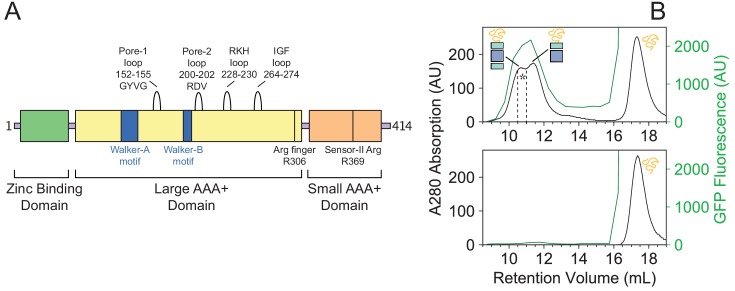 Figure 1—figure supplement 1.