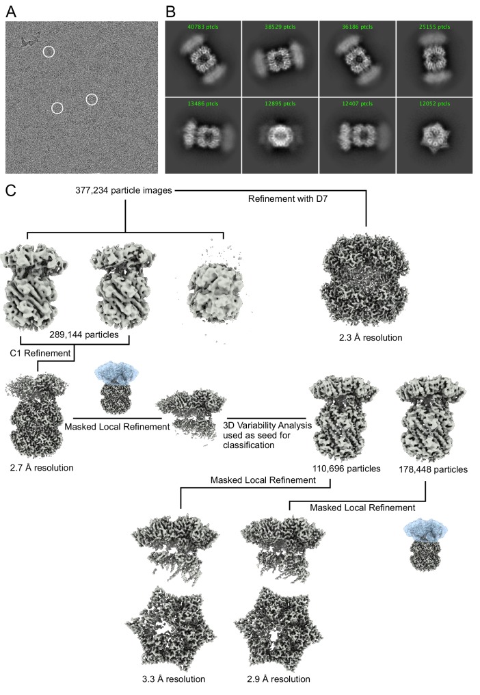 Figure 1—figure supplement 2.