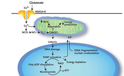 Fig 1