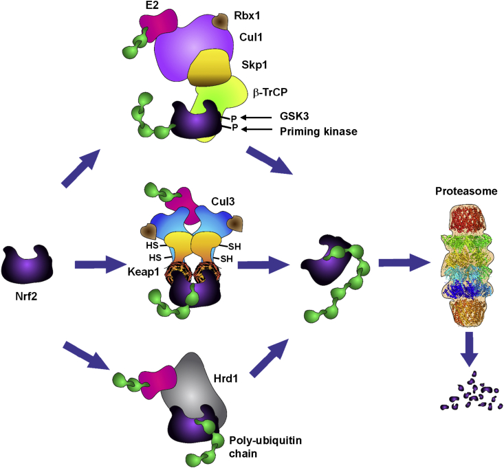 Figure 1