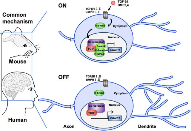 Figure 14.