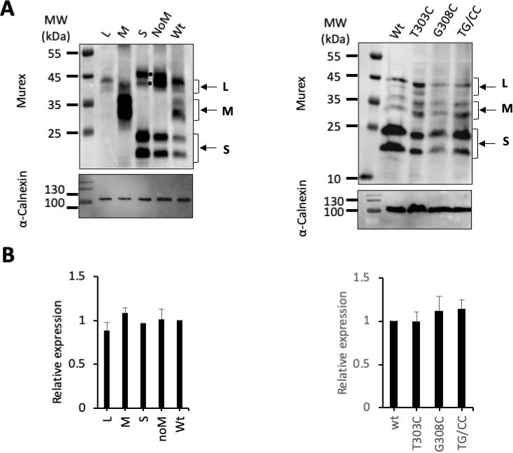 Figure 1—figure supplement 4.