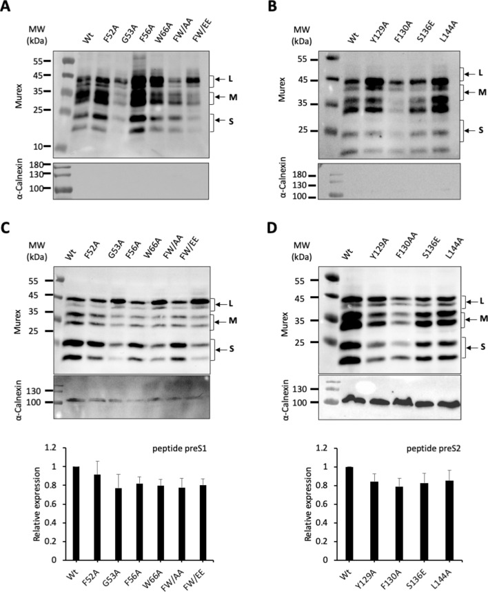 Figure 2—figure supplement 2.