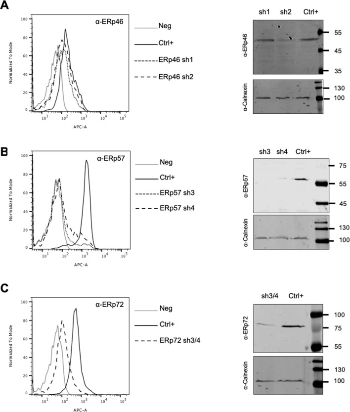 Figure 7—figure supplement 1.