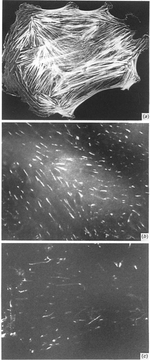 Fig. 9.