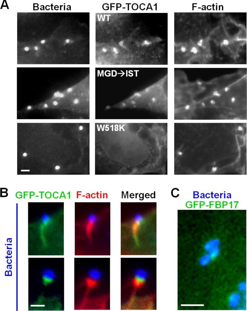 FIGURE 4.