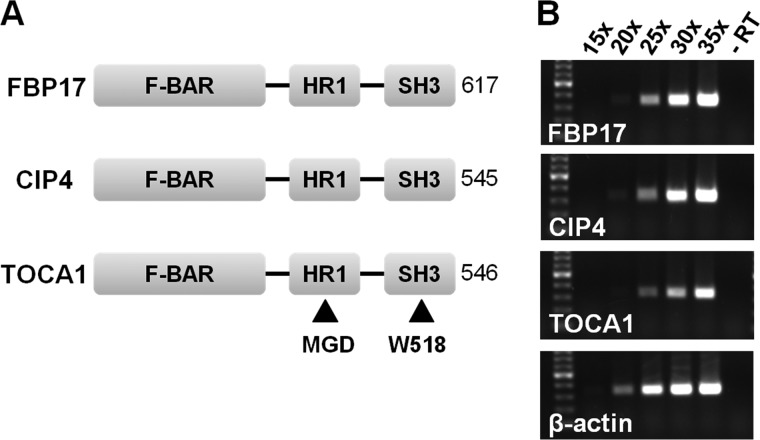 FIGURE 1.