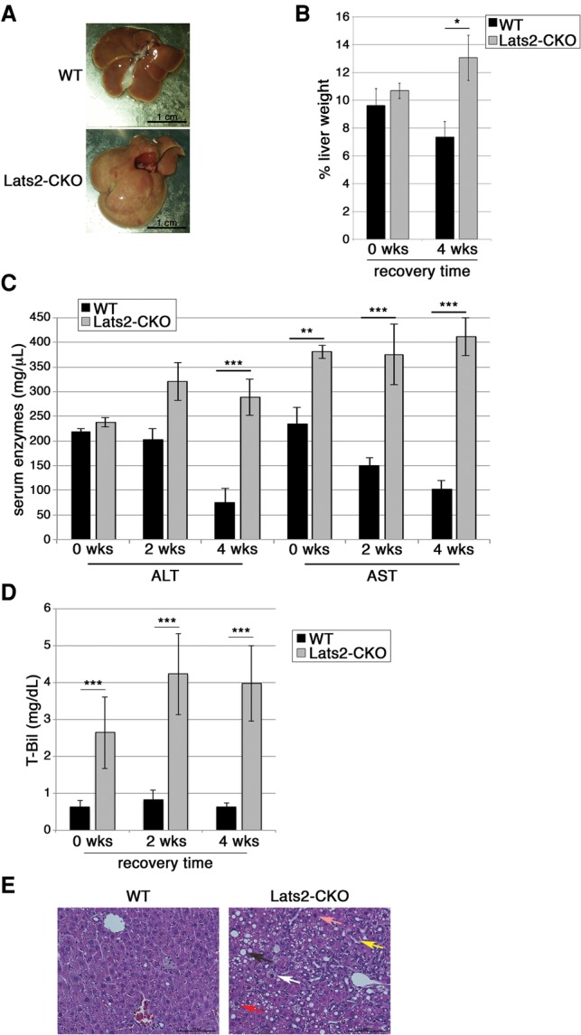 Figure 6.