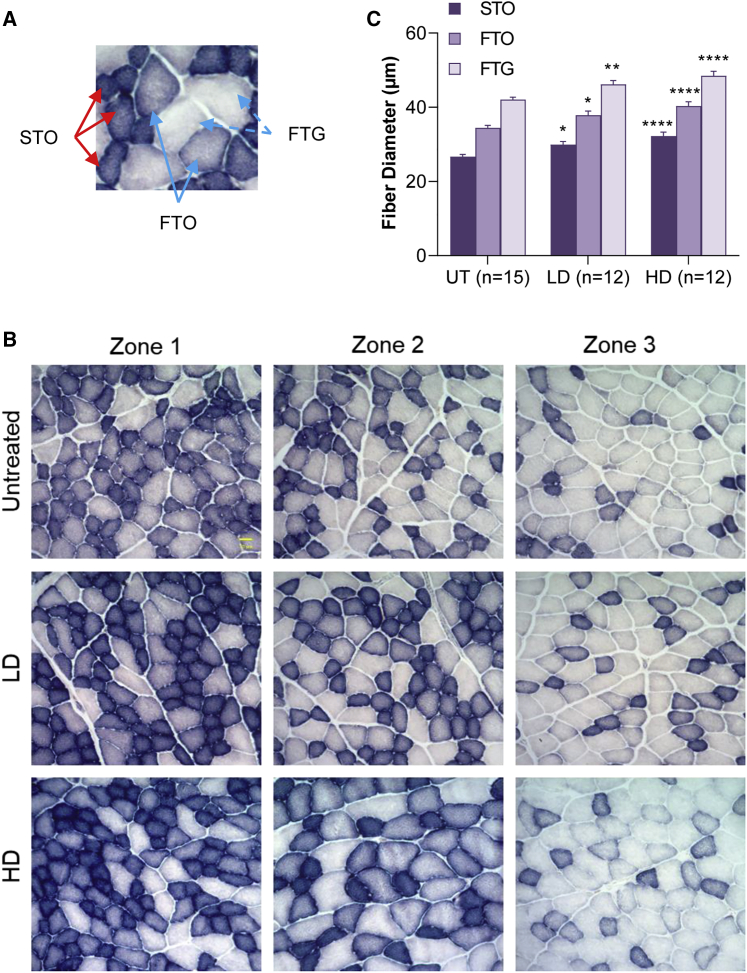 Figure 4