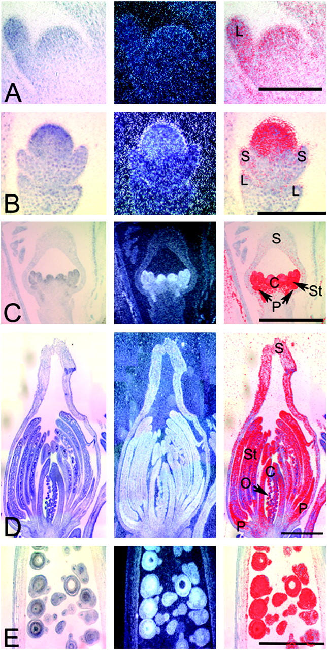 Figure 6.—