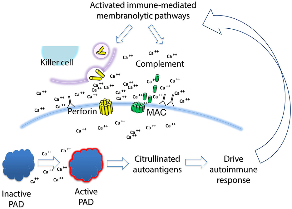 Figure 3: