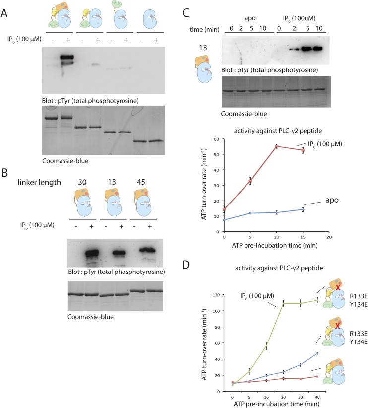 Figure 5—figure supplement 1.