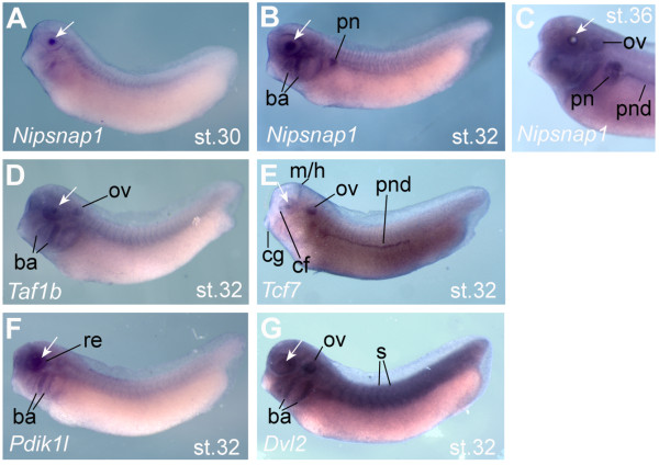 Figure 6