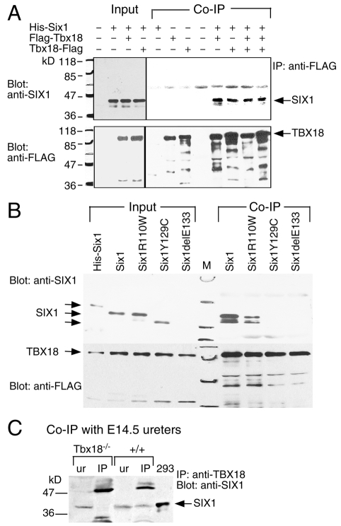 Fig. 9.