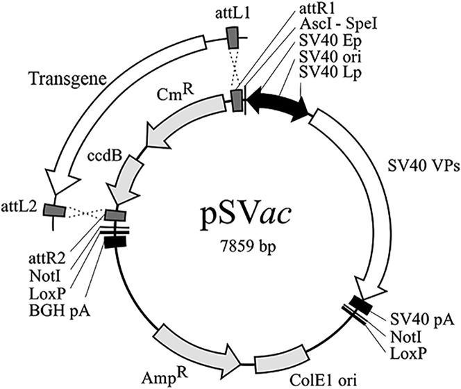 Figure 1