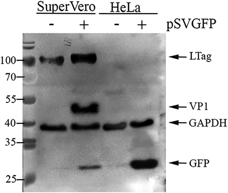 Figure 4