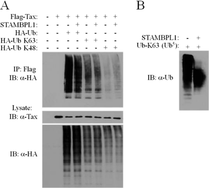 Fig 7