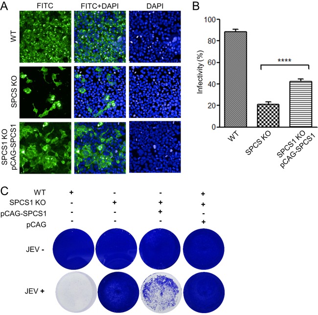 FIG 3