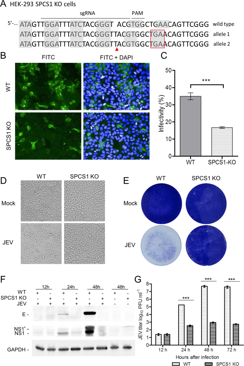 FIG 2