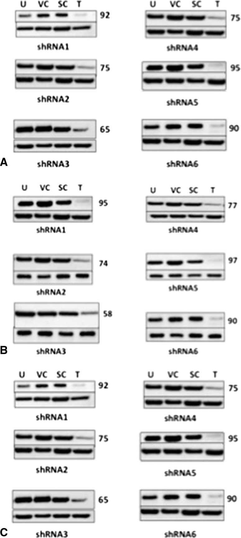 Fig. 4A–C