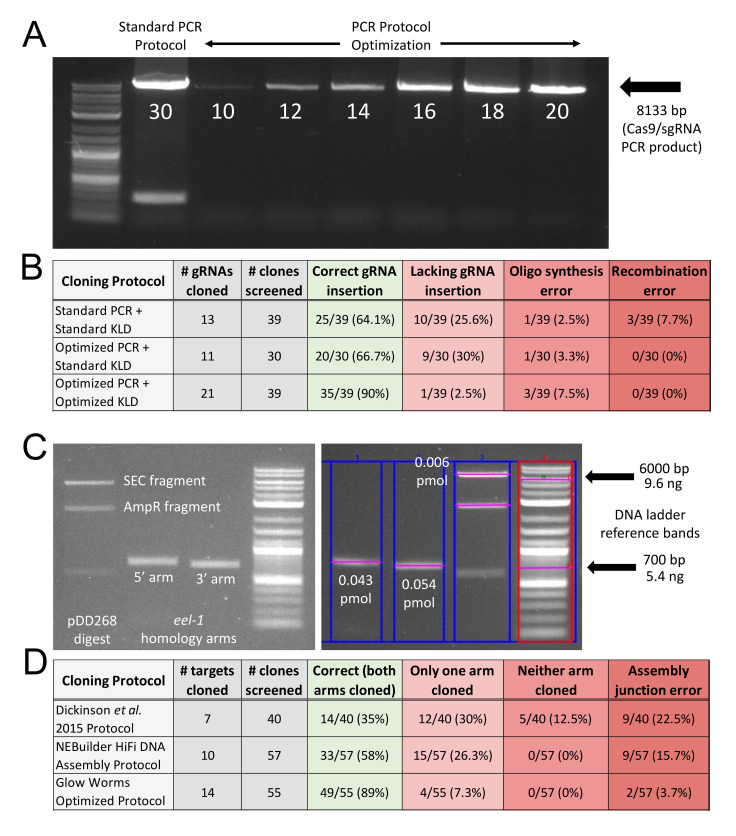 Figure 1. Highly improved cloning efficiency for plasmid-based CRISPR knock-in